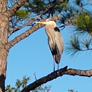 Meet your Posher, Wilmet